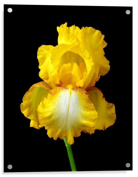 Yellow Iris Acrylic by Jim Hughes