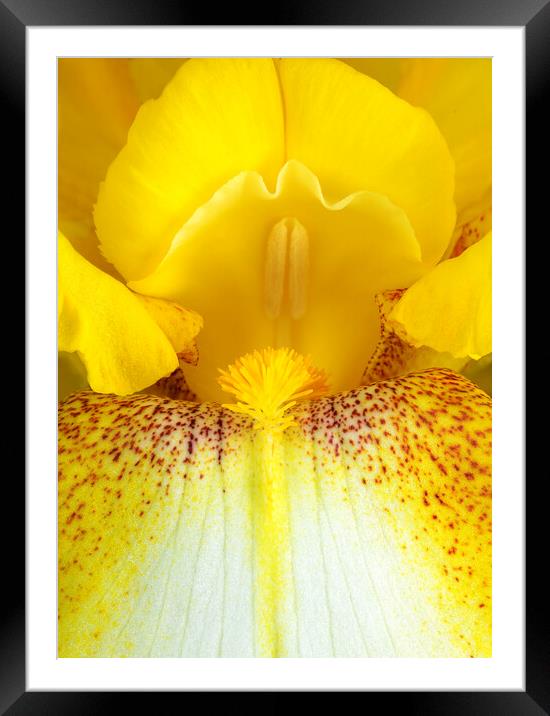 Yellow Iris Framed Mounted Print by Jim Hughes