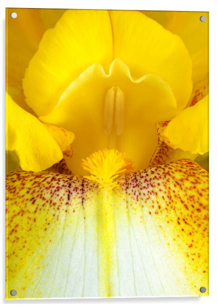 Yellow Iris Acrylic by Jim Hughes