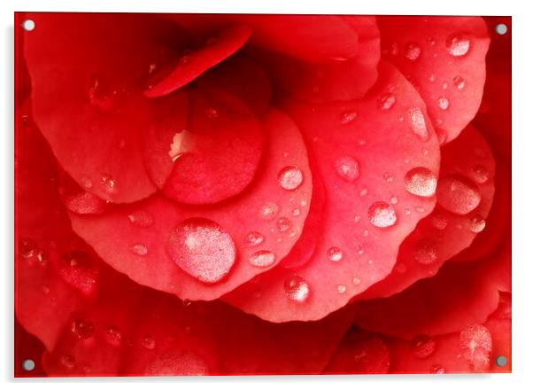 Raindrops on red begonia Acrylic by Jim Hughes