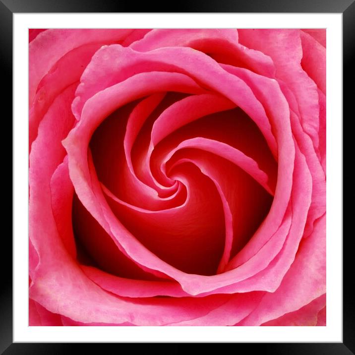 Pink Rose Framed Mounted Print by Jim Hughes