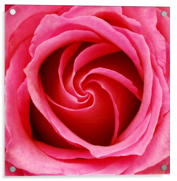Pink Rose Acrylic by Jim Hughes