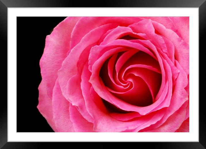 Pink Rose Framed Mounted Print by Jim Hughes