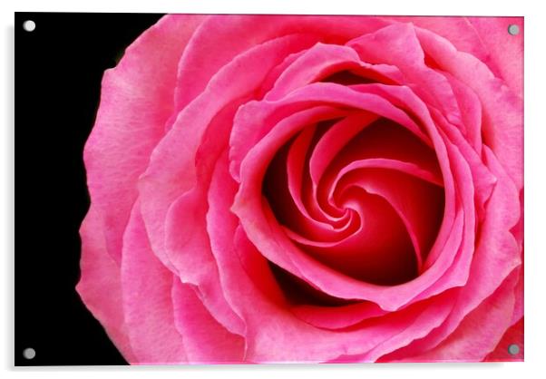 Pink Rose Acrylic by Jim Hughes