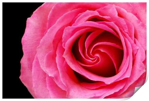 Pink Rose Print by Jim Hughes