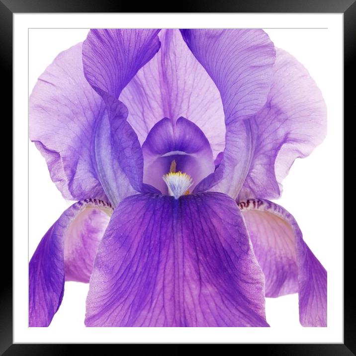 Purple Iris Framed Mounted Print by Jim Hughes
