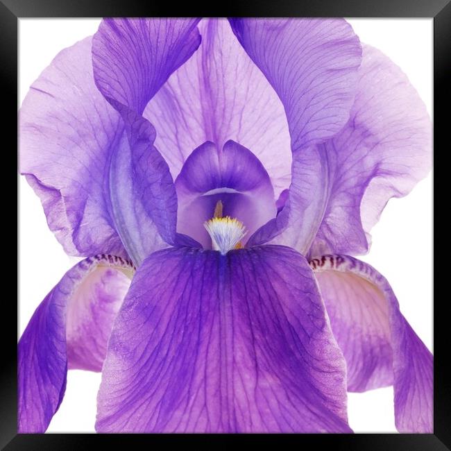 Purple Iris Framed Print by Jim Hughes