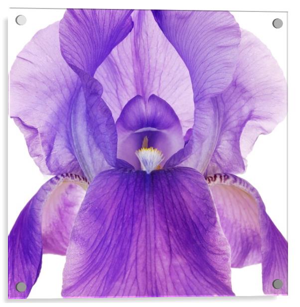 Purple Iris Acrylic by Jim Hughes