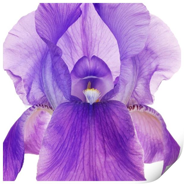 Purple Iris Print by Jim Hughes