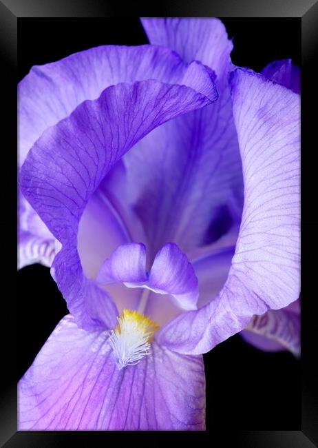 Purple Iris Framed Print by Jim Hughes