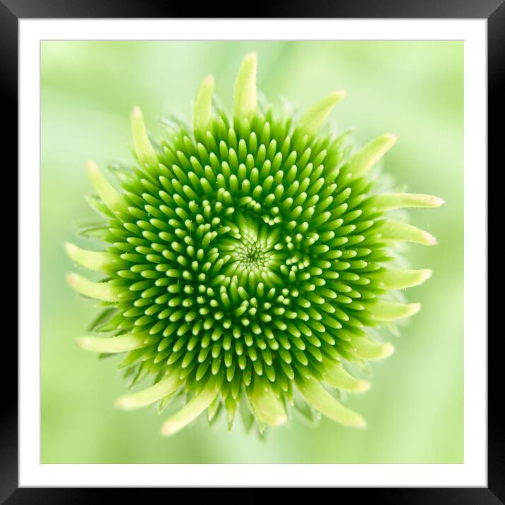 A new Coneflower Framed Mounted Print by Jim Hughes