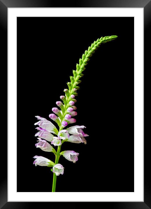 Obedient Plant   Physostegia virginiana Framed Mounted Print by Jim Hughes
