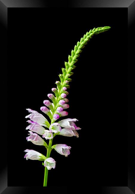 Obedient Plant   Physostegia virginiana Framed Print by Jim Hughes
