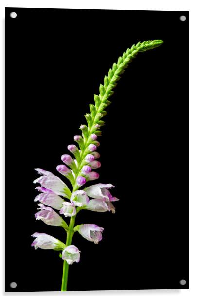 Obedient Plant   Physostegia virginiana Acrylic by Jim Hughes