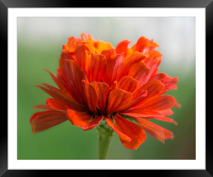Orange and Green Zinnia Framed Mounted Print by Jim Hughes
