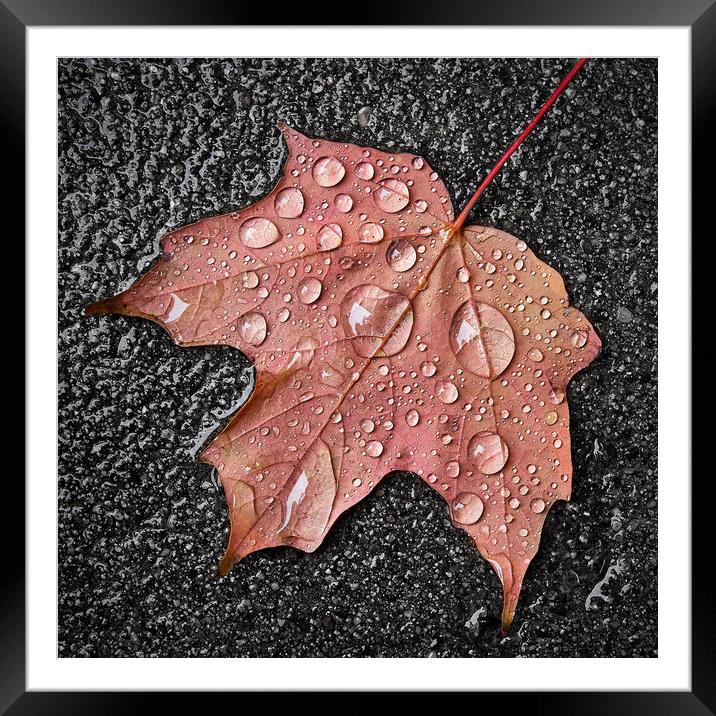 Maple leaf in the rain Framed Mounted Print by Jim Hughes