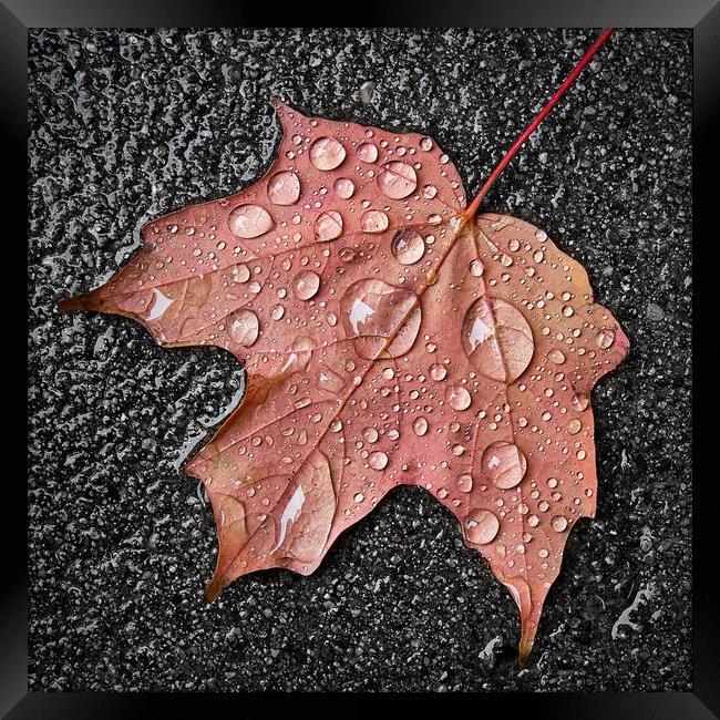 Maple leaf in the rain Framed Print by Jim Hughes