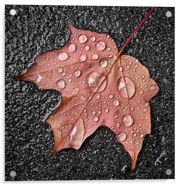 Maple leaf in the rain Acrylic by Jim Hughes