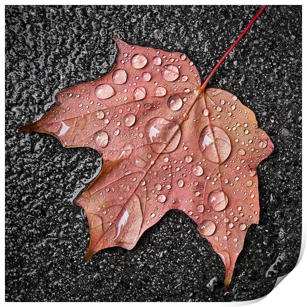 Maple leaf in the rain Print by Jim Hughes