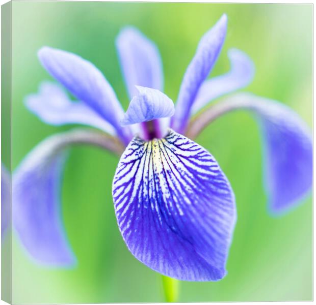 Blue Flag Iris as a bee sees it Canvas Print by Jim Hughes