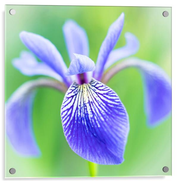 Blue Flag Iris as a bee sees it Acrylic by Jim Hughes
