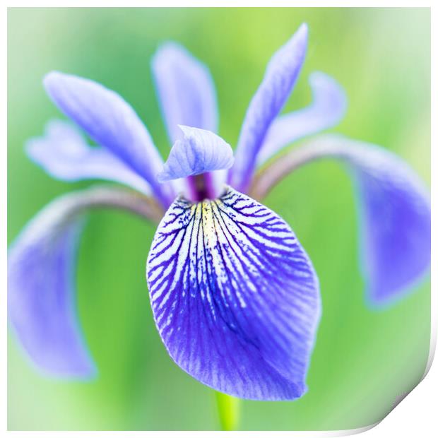 Blue Flag Iris as a bee sees it Print by Jim Hughes