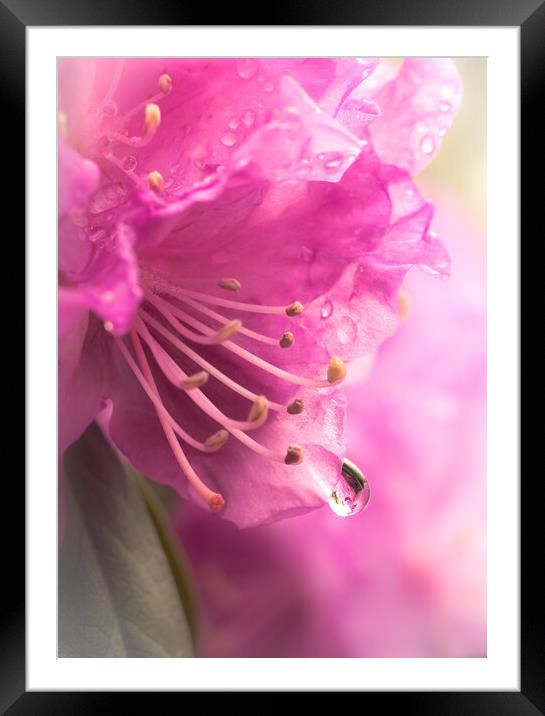 Raindrop on Rhododenron Framed Mounted Print by Jim Hughes