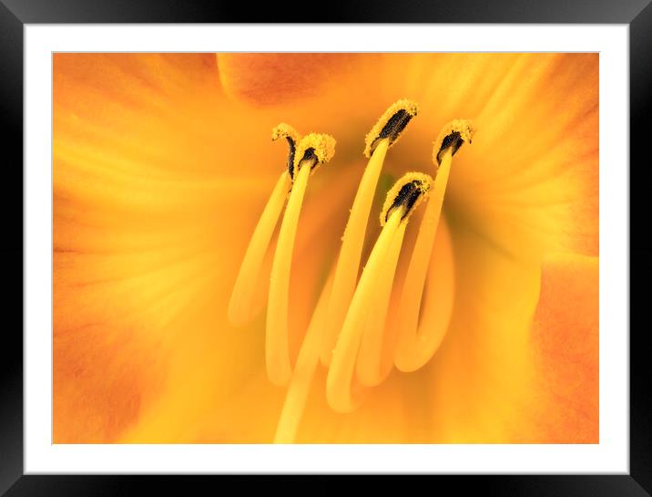 Center of a Daylily Framed Mounted Print by Jim Hughes