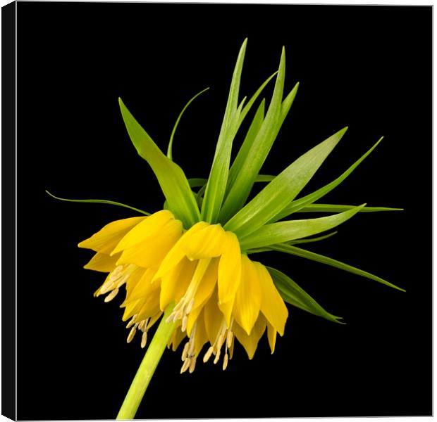 Yellow Fritillaria Imperialis Canvas Print by Jim Hughes