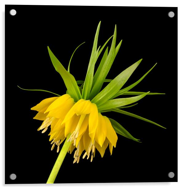 Yellow Fritillaria Imperialis Acrylic by Jim Hughes