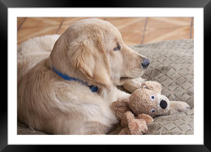 puppy with toy Framed Mounted Print by Craig Lapsley