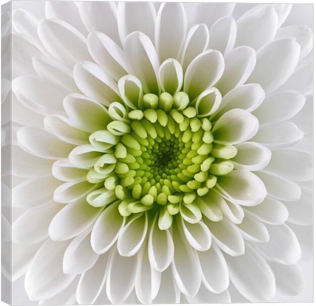 White and Green  Chrysanthemum Canvas Print by Jim Hughes