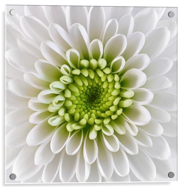 White and Green  Chrysanthemum Acrylic by Jim Hughes