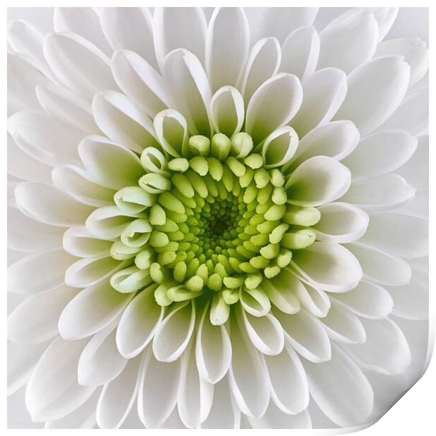 White and Green  Chrysanthemum Print by Jim Hughes