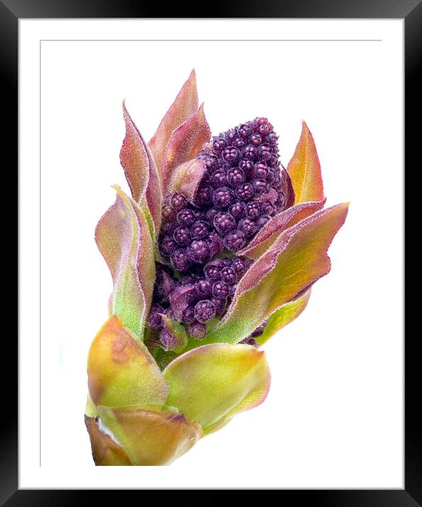 Lilac bud Framed Mounted Print by Jim Hughes