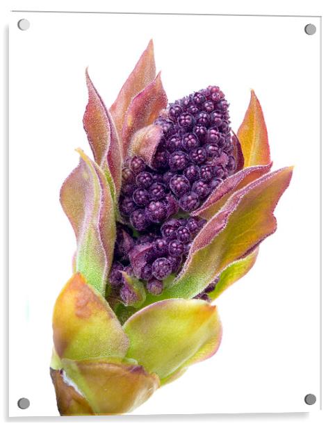 Lilac bud Acrylic by Jim Hughes