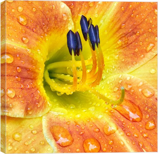 Lily After A Rain Canvas Print by Jim Hughes