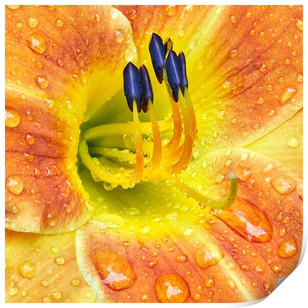 Lily After A Rain Print by Jim Hughes