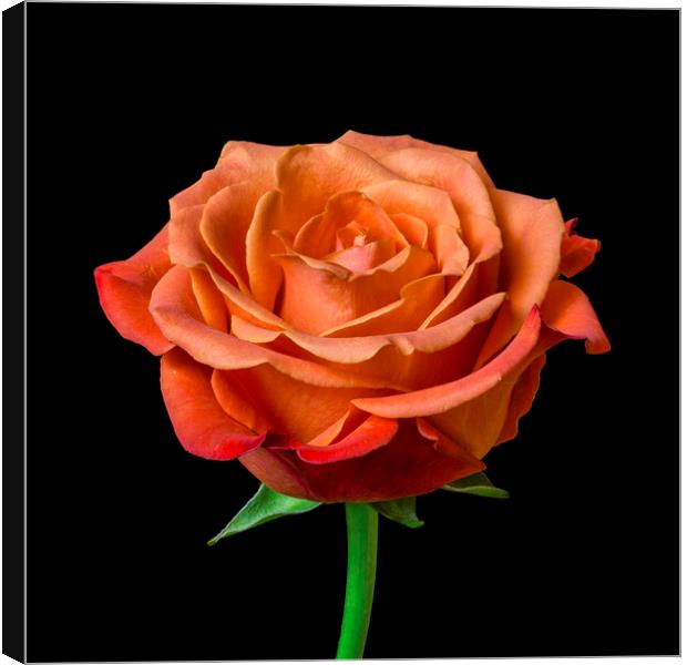 A Perfect Rose Canvas Print by Jim Hughes