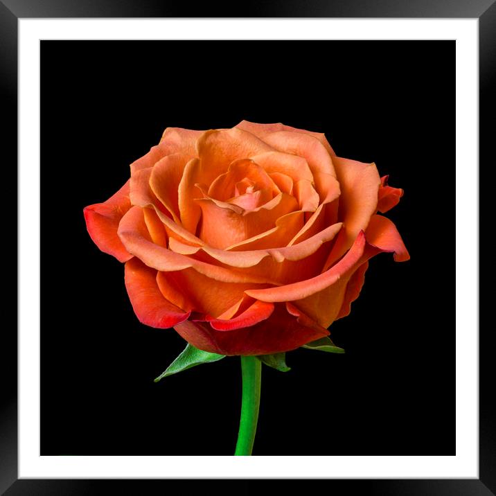 A Perfect Rose Framed Mounted Print by Jim Hughes