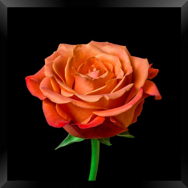 A Perfect Rose Framed Print by Jim Hughes