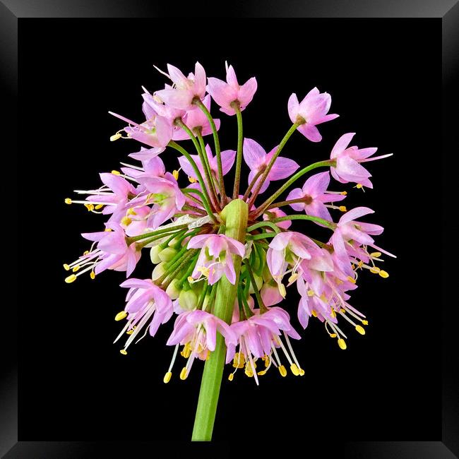 Nodding Wild Onion Framed Print by Jim Hughes