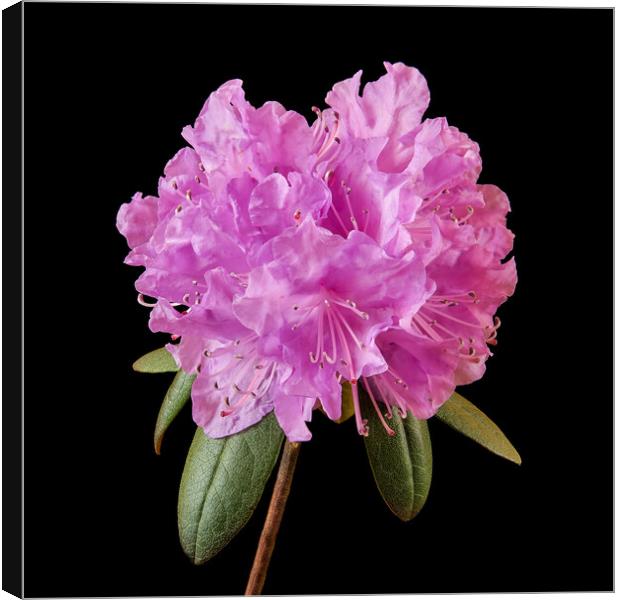 Pink Rhododendron  Canvas Print by Jim Hughes