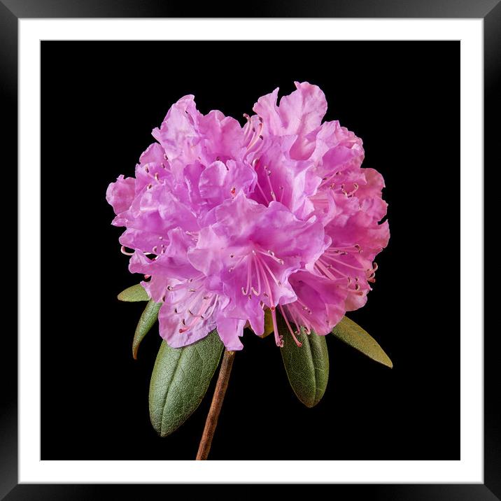 Pink Rhododendron  Framed Mounted Print by Jim Hughes