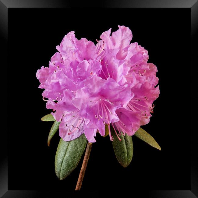 Pink Rhododendron  Framed Print by Jim Hughes