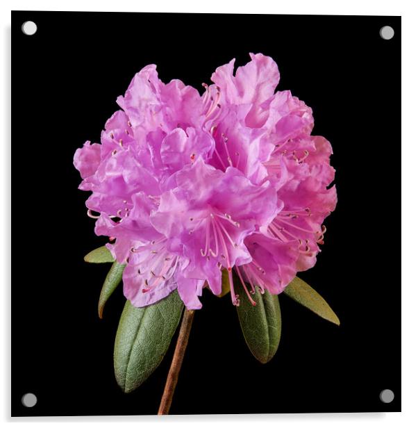 Pink Rhododendron  Acrylic by Jim Hughes