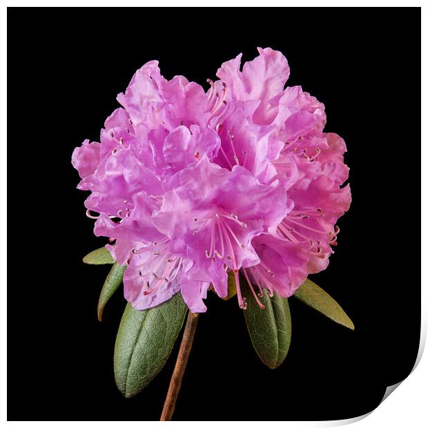 Pink Rhododendron  Print by Jim Hughes