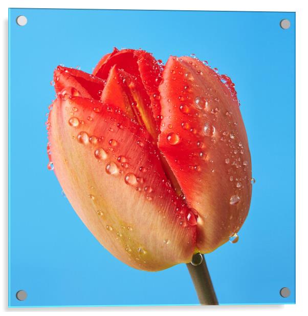 Spring Tulip 1 Acrylic by Jim Hughes