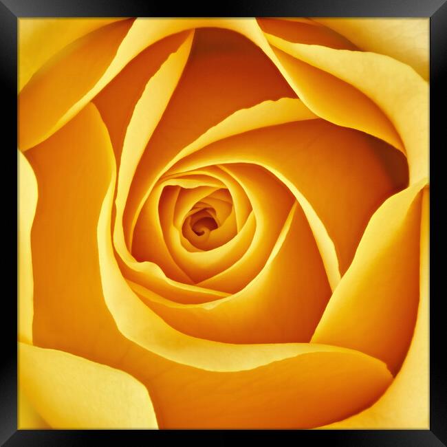 Center of a yellow rose Framed Print by Jim Hughes