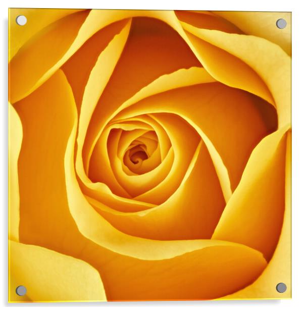Center of a yellow rose Acrylic by Jim Hughes